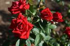 Enzo rose photo