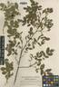 <i>Rosa holikensis</i> Kmet rose photo