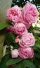 La Noblesse (Centifolia, Pastoret/Soupert rose photo