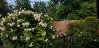 Ritausma rose photo