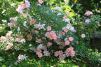 Open Arms rose photo