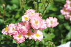 Roztomilá rose photo