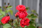 Rödhätte rose photo
