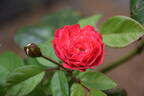 Rödhätte rose photo