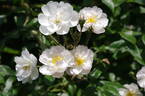 Brenda Colvin rose photo