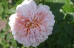 Tea Clipper rose photo