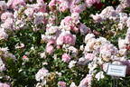 Sommerwind ® rose photo