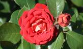Kleopatra ® rose photo