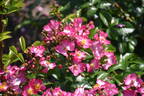 Juanita ® rose photo