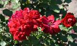 Happy Wanderer ® rose photo