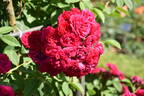 Super Excelsa ® rose photo