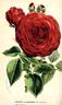 Révérend d'Ombrain rose photo