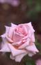 Mrs. E. Alford rose photo