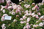 Sommermorgen ® rose photo