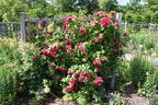 Gruss an Heidelberg rose photo