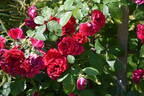 Gruss an Heidelberg rose photo