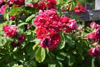Gruss an Heidelberg rose photo