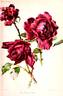 Etoile Poitevine rose photo