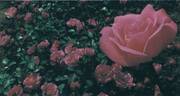 Bella Rosa ® rose photo
