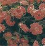Céline Delbard ® rose photo