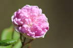 Louis mon ami rose photo