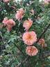 J 5 rose photo