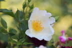 Jersey Beauty rose photo