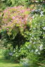 Ruže Olivetská rose photo