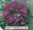Rose à Parfum de l'Hay rose photo