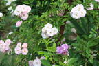 Kirsch-Rose rose photo