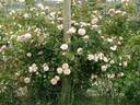 Elie Beauvilain rose photo