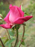 Auguste Comte rose photo