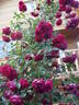 Hamburger Phoenix rose photo