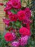 Hamburger Phoenix rose photo