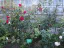 Hamburger Phoenix rose photo