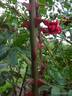 Hamburger Phoenix rose photo