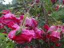 Hamburger Phoenix rose photo