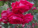 Hamburger Phoenix rose photo