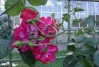 Hamburger Phoenix rose photo