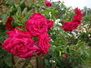 Hamburger Phoenix rose photo