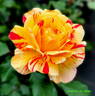 All American Magic ™ rose photo
