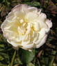 Peace rose photo