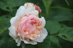 St. Swithun ™ rose photo