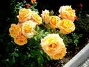 Amber Flush rose photo