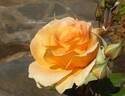 Amber Queen ® rose photo
