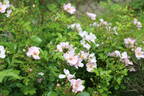 Sweet Haze rose photo