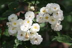 Gruss an Zabern rose photo