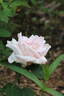 Sachsengruss rose photo