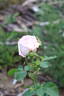 Sachsengruss rose photo