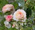 Eliane Gillet ® rose photo